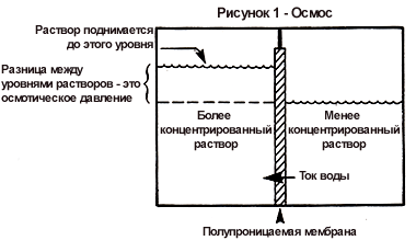 Рисунок 1 - Осмос